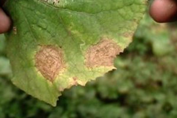 2018種瓠子賺錢嗎?瓠子種植的利潤與投資成本及前景預測