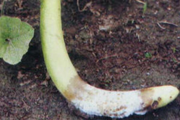 2018種瓠子賺錢嗎?瓠子種植的利潤與投資成本及前景預測