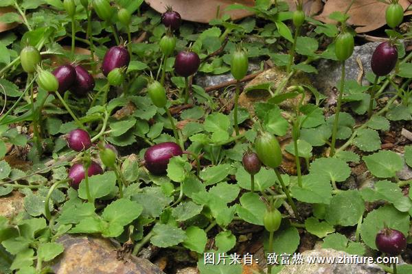 地茄子功效與作用及禁忌