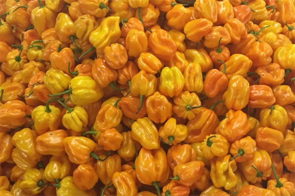 黃辣椒醬可以做什么菜