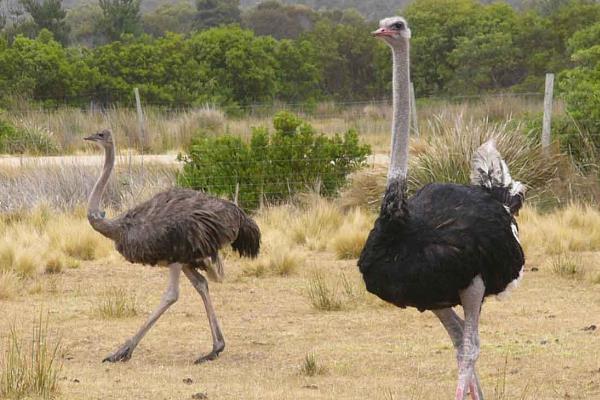 大慶一老漢養(yǎng)殖鴕鳥有新招