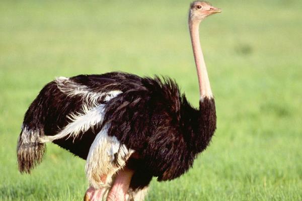 大慶一老漢養(yǎng)殖鴕鳥有新招