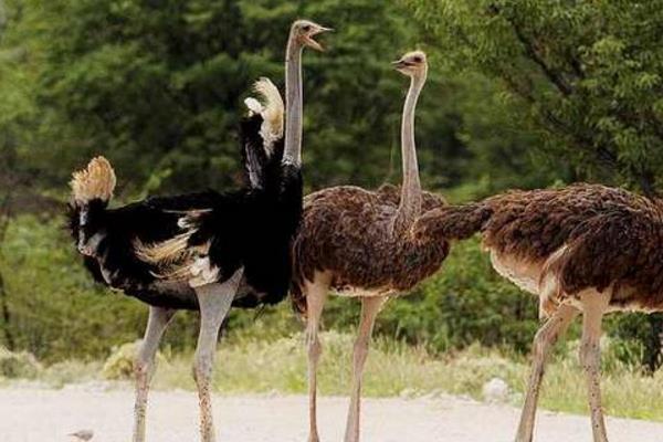 大慶一老漢養(yǎng)殖鴕鳥有新招