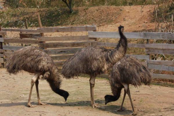 大慶一老漢養(yǎng)殖鴕鳥有新招