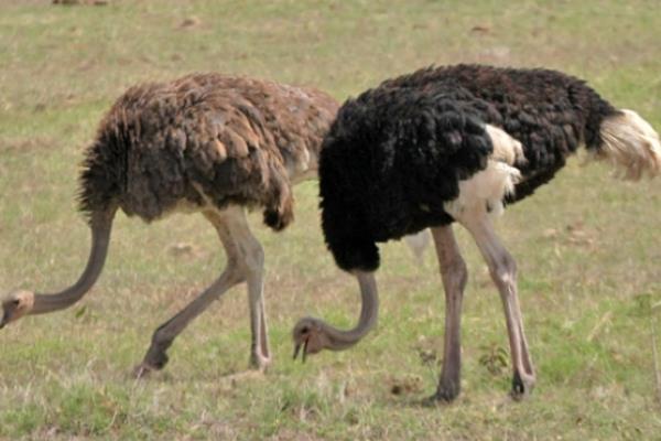 大慶一老漢養(yǎng)殖鴕鳥有新招