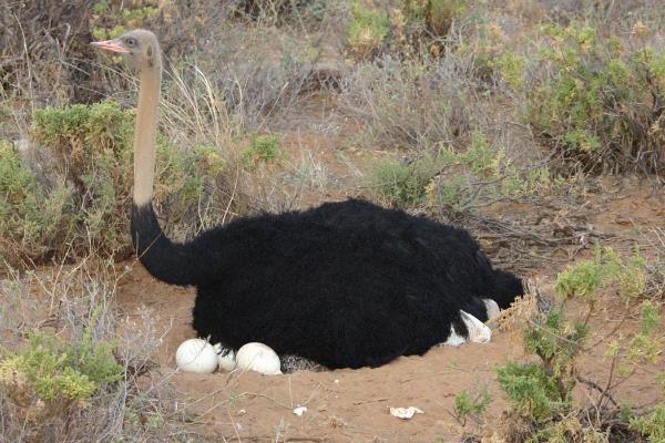 大慶一老漢養(yǎng)殖鴕鳥有新招