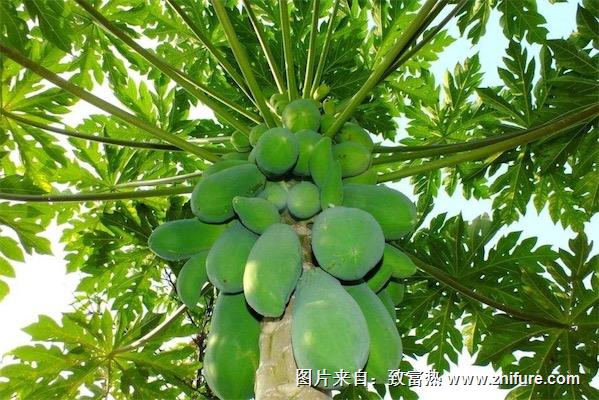 木瓜樹圖片大全