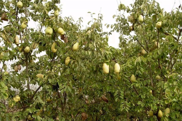 木瓜樹圖片大全