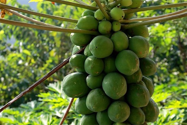 木瓜樹圖片大全