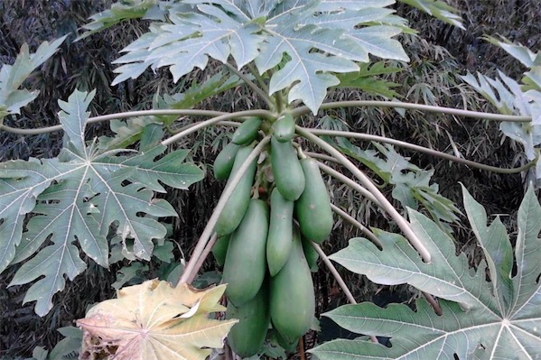 木瓜樹圖片大全