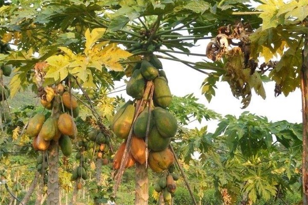 木瓜樹圖片大全