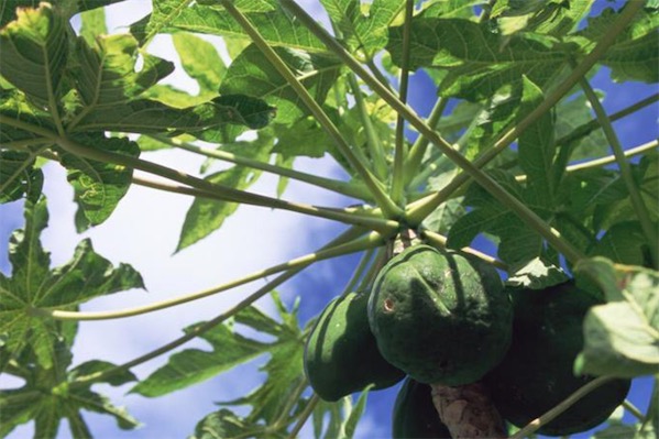 木瓜樹圖片大全