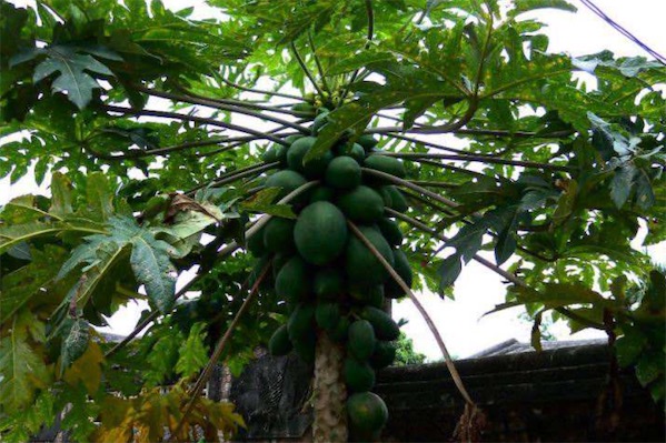 木瓜樹圖片大全