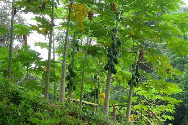 木瓜樹圖片大全