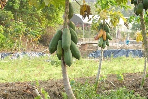 木瓜樹圖片大全