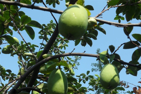 木瓜樹圖片大全