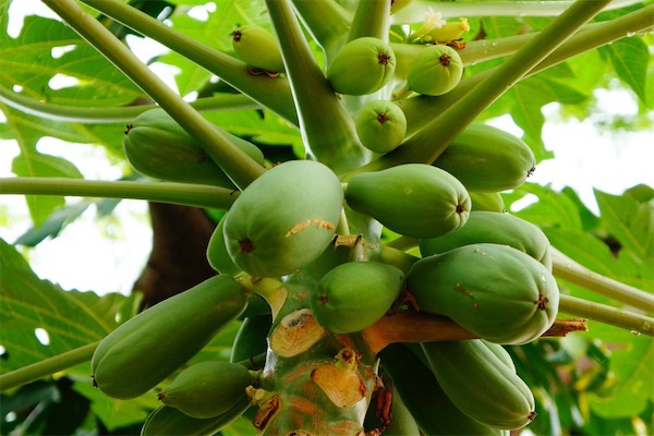 木瓜樹圖片大全