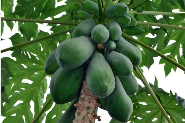 木瓜樹圖片大全