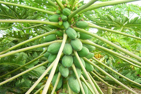 木瓜樹圖片大全