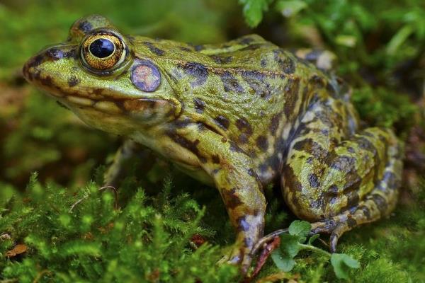 青蛙養(yǎng)殖成本