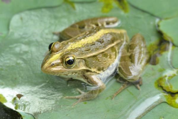 青蛙養(yǎng)殖成本