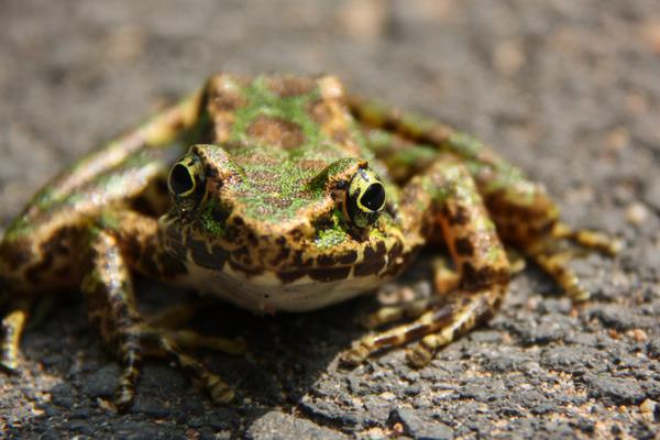 青蛙養(yǎng)殖成本