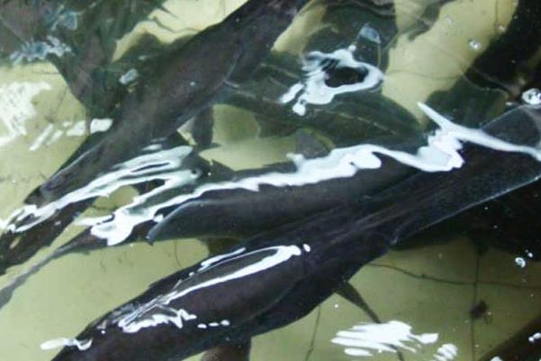 養殖鴨嘴魚增收效益又養眼