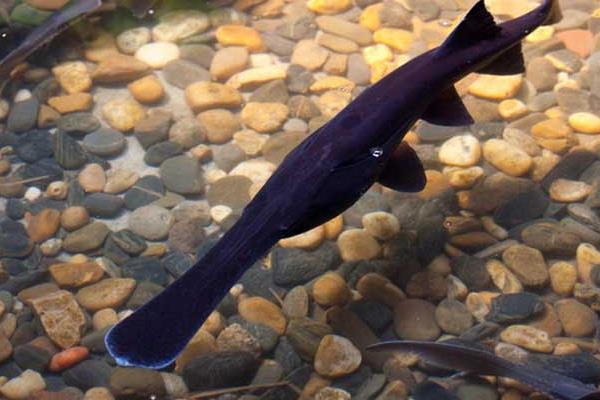 養殖鴨嘴魚增收效益又養眼