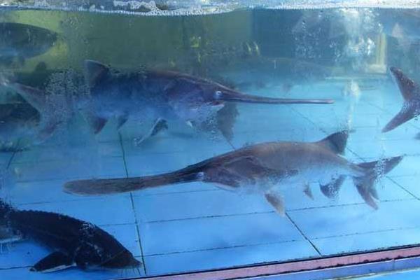 養殖鴨嘴魚增收效益又養眼