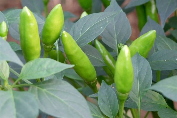 青辣椒如何曬成辣椒干