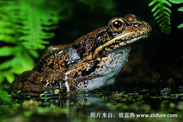 青蛙養(yǎng)殖成本