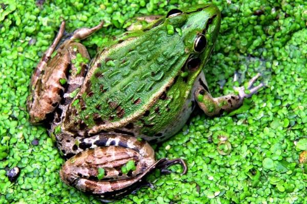 青蛙養(yǎng)殖成本