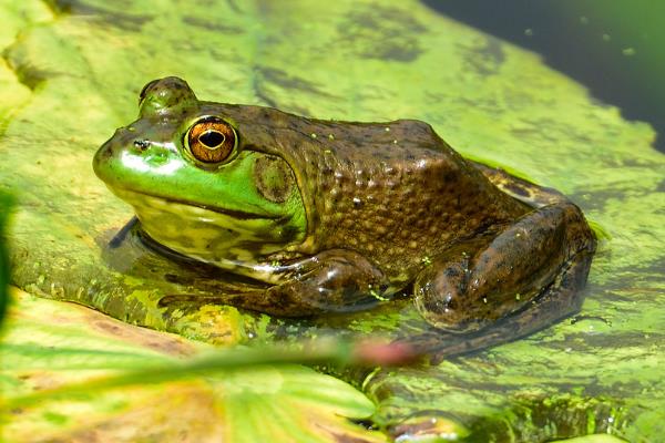 青蛙養(yǎng)殖成本