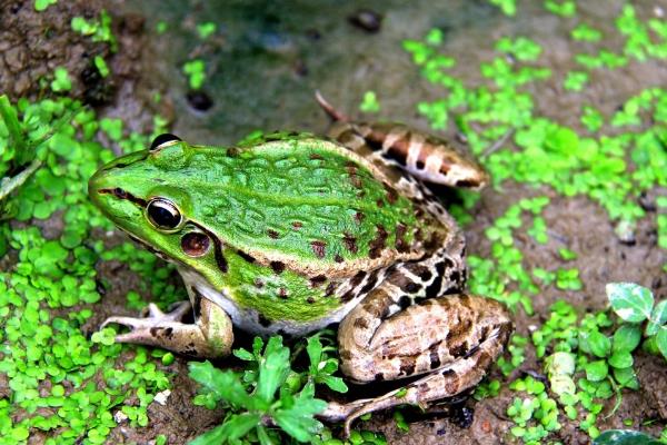 青蛙養(yǎng)殖成本