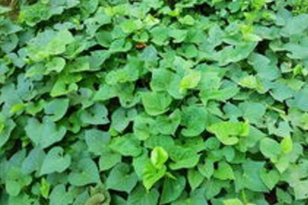 種紅薯不翻藤產量會更高