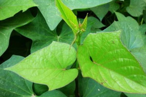 種紅薯不翻藤產量會更高