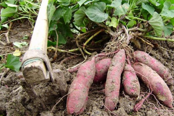 種紅薯不翻藤產量會更高