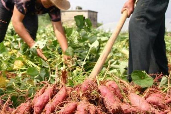 種紅薯不翻藤產量會更高
