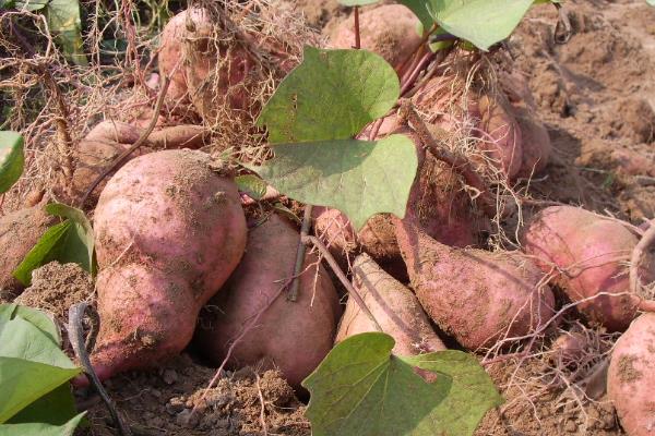 種紅薯不翻藤產量會更高