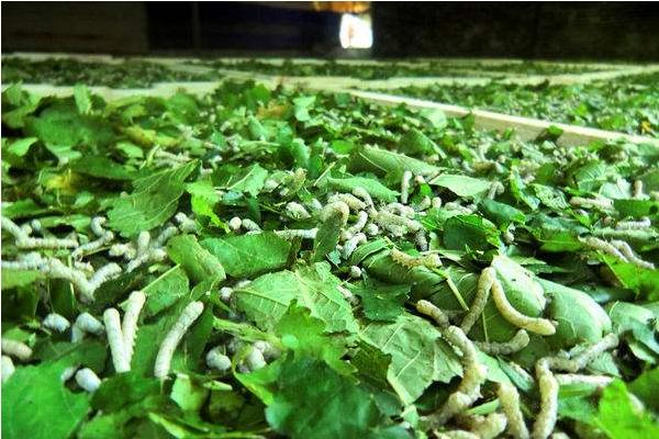 種桑樹養蠶既致富又環保