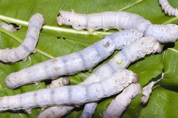 種桑樹養蠶既致富又環保