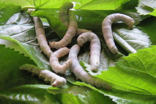 種桑樹養蠶既致富又環保