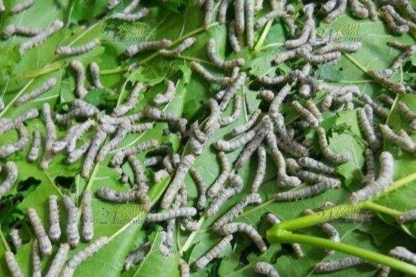 種桑樹養蠶既致富又環保