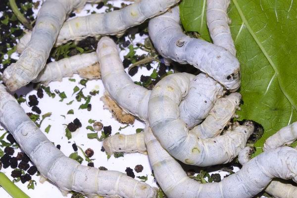 種桑樹養蠶既致富又環保