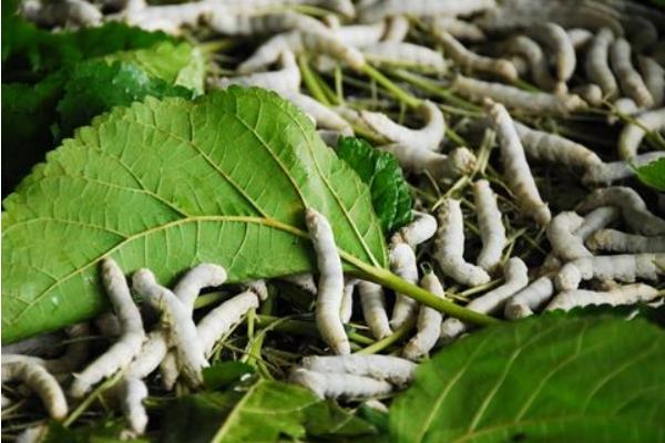 種桑樹養蠶既致富又環保