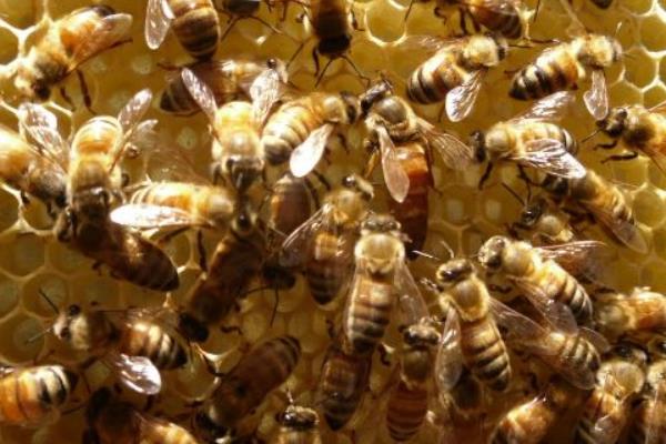 養殖蜜蜂如何培育好蜂王