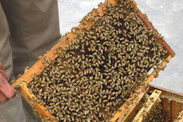 養殖蜜蜂如何培育好蜂王