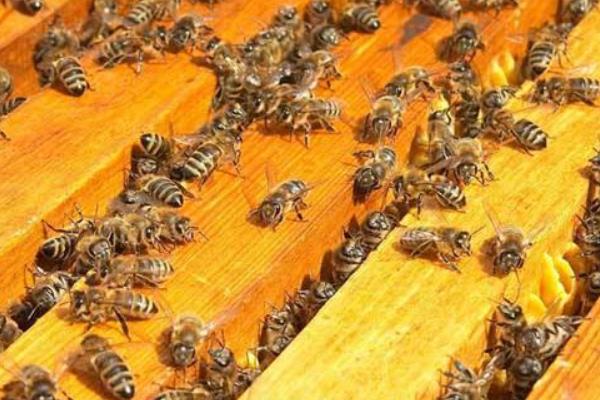 養殖蜜蜂如何培育好蜂王