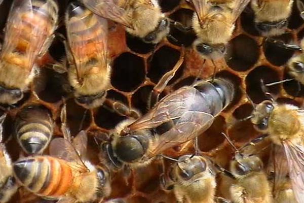 養殖蜜蜂如何培育好蜂王