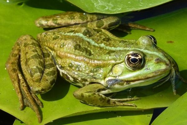 人工養殖青蛙如何安全過冬的經驗